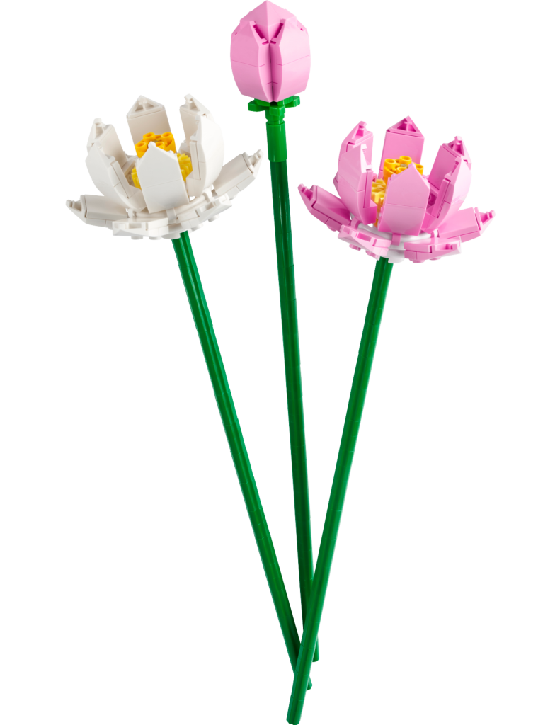 40647 lotus flowers 784x1024