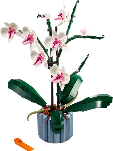 10311 Orchid 1